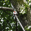 Echo 99944200532 8 ft. Power Pruner Pole Saw Attachment with 10 in. Bar and Chain for ECHO Pro Attachment Series